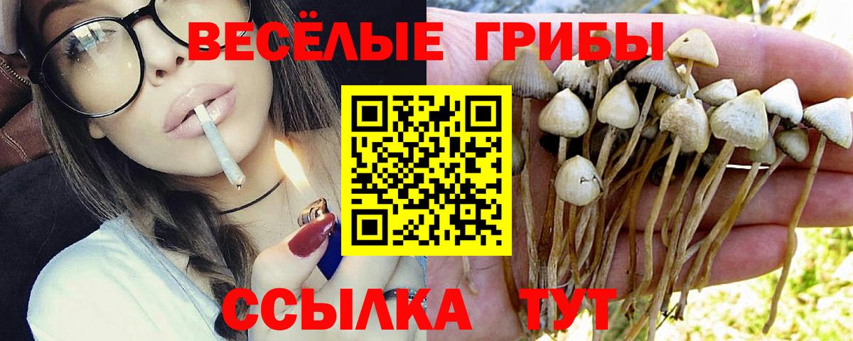 Галлюциногенные грибы Psilocybine cubensis  Вход с VPN  Псилоцибиновые грибы прущие грибы  Алексин 